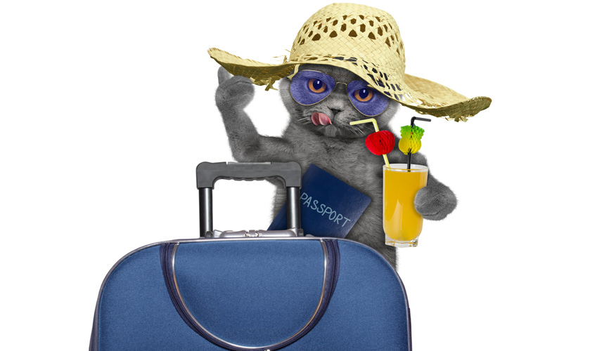 chat-en-vacances
